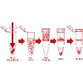 استخراج DNA از خون