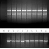 جهت استفاده از خدمات تکثیر ژن و انجام PCR با شرکت تماس حاصل نمایید