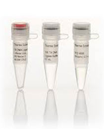 T4 DNA ligase المان 