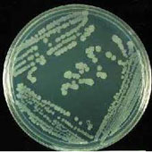 باکتری Agrobacterum tumefaciens LBA 4404
